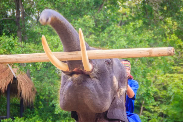 A mahout sitting on an elephant carrying log.