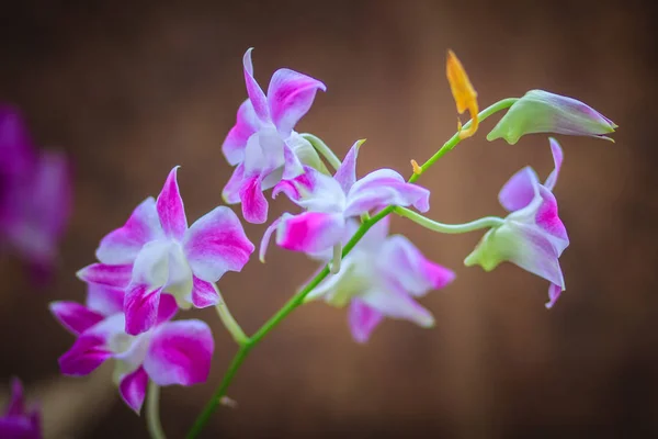 Hermosas Flores Orquídea Dendrobio Púrpura Fondo Oscuro Enfoque Selectivo —  Fotos de Stock