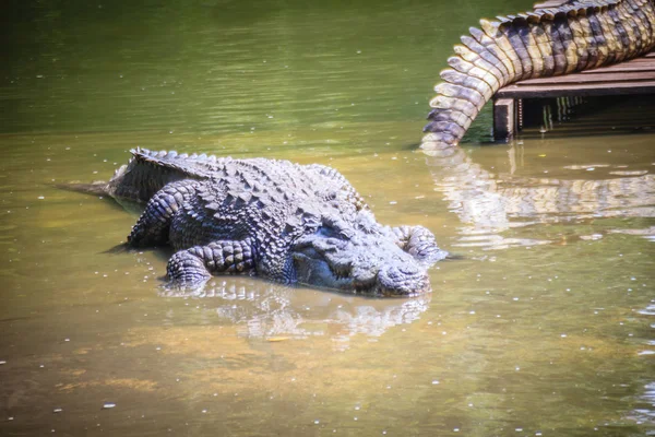 Grand Crocodile Couché Dans Eau Calme Pour Bronzer Grand Crocodile — Photo