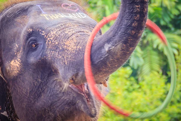 Pequeño Elefante Usar Tronco Para Jugar Hula Hoop — Foto de Stock