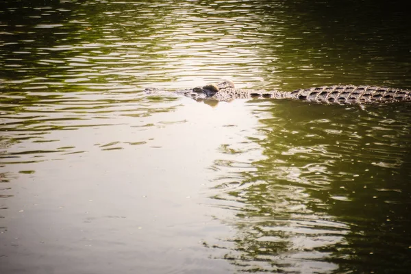 Grand Crocodile Couché Dans Eau Calme Pour Bronzer Grand Crocodile — Photo