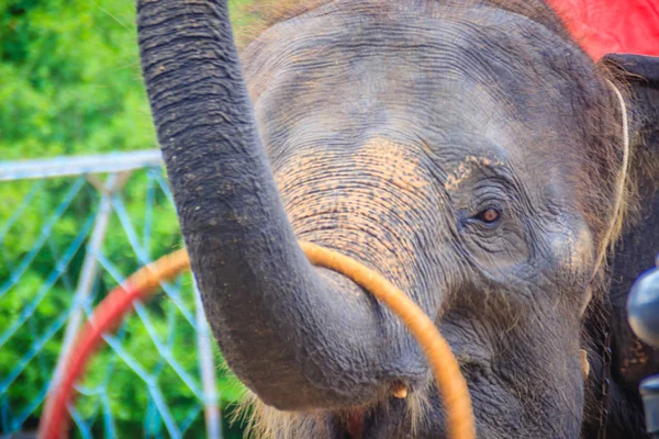 Little Elephant Use His Trunk Play Hula Hoop — Stock Photo, Image