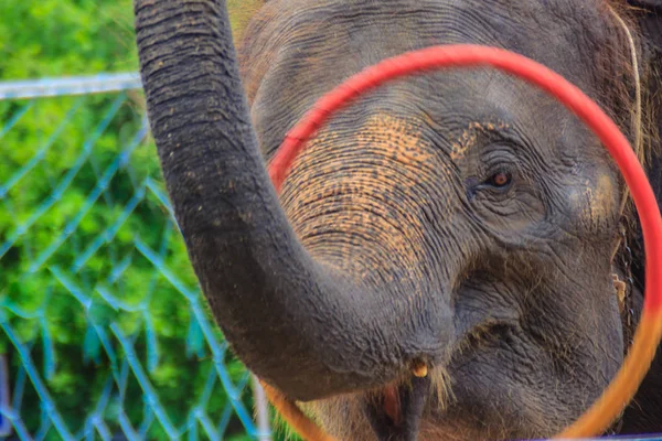 Little Elephant Use His Trunk Play Hula Hoop — Stock Photo, Image