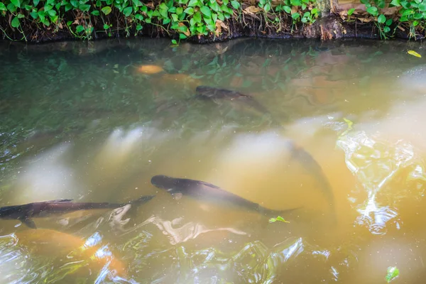 Escola Peixes Canal Água Doce Claro Com Banco Verde Natural — Fotografia de Stock