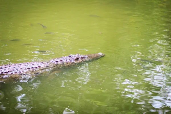 Crocodile Poissons Nagent Dans Rivière Claire — Photo