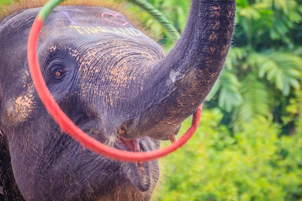 Kleiner Elefant Spielt Mit Seinem Rüssel Hula Hoop — Stockfoto