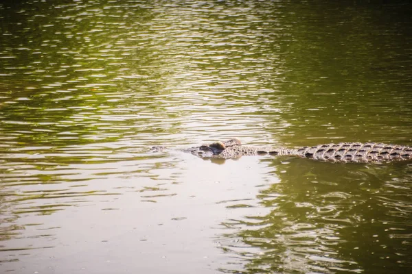 Grand Crocodile Couché Dans Eau Calme Pour Bronzer Grand Crocodile — Photo