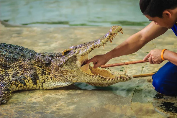Şovmen açılan mouth timsah boğaz üzerinde durulacaktır için elini kullanarak. Dublör elini Timsah'ın ağzına koydu..