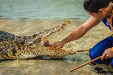 Şovmen açılan mouth timsah boğaz üzerinde durulacaktır için elini kullanarak. Dublör elini Timsah'ın ağzına koydu..