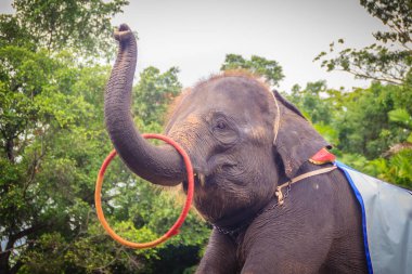 Küçük fil sandığı hula hoop oynamak için kullanın