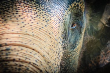 Baş zincirli albino filin üzgün göz ile kapatmak.