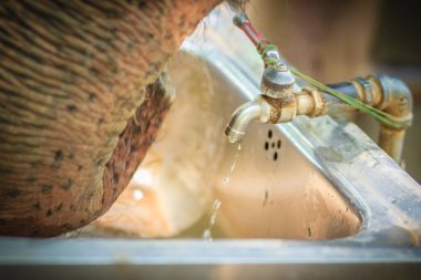 Albino fil içme suyu musluk musluk gövde ile kullanabilirsiniz. Bir fil gövde musluktan su içmek için kullanın.