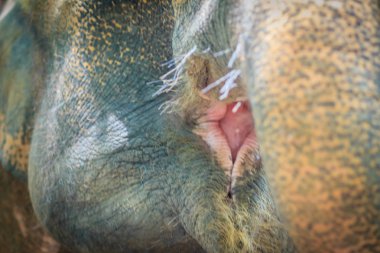 Bu ağız 's gövde ile gıda koyarak fil. Fil içme suyu kullanma o gövde.