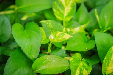 Evergreen arka planını şeytanın sarmaşık (Epipremnum aureum yaprakları) 