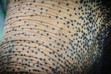 Albino fil, fil nadir bir tür, ama ayrı bir tür bagajında kapatın. Genellikle ıslak Pamuk Prenses, kendi cilt normal bir ışık dönüm bir yumuşak kirmizi-kahverengi olduğunu pembe tasvir.