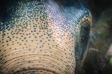 Albino fil, fil nadir bir tür, ama ayrı bir tür bagajında kapatın. Genellikle ıslak Pamuk Prenses, kendi cilt normal bir ışık dönüm bir yumuşak kirmizi-kahverengi olduğunu pembe tasvir.