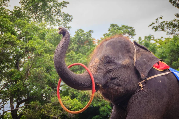 Pequeño Elefante Usar Tronco Para Jugar Hula Hoop — Foto de Stock