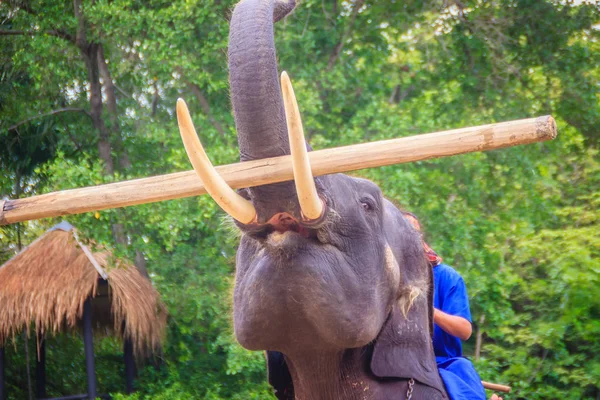 A mahout sitting on an elephant carrying log.