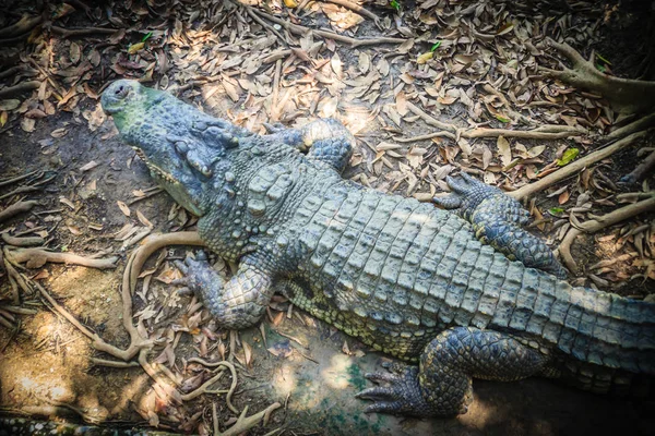 Peau Brune Crocodile Eau Douce Qui Trouve Encore Sur Rive — Photo