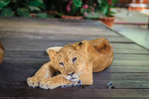 Young lion chained is lining on the wooden floor and look so bored to wait for the tourist to take photograph with him.