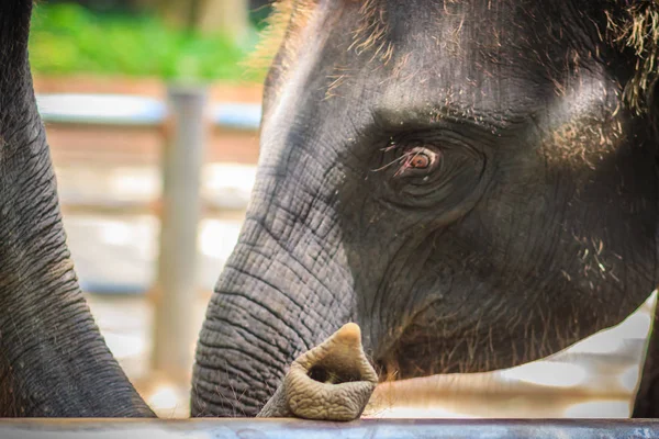 Old Skinny Elephant Chained Look Very Pitiful — Stock Photo, Image