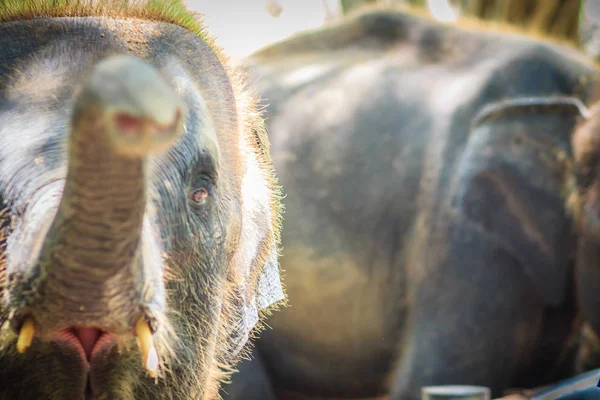 Junger Elefant Ist Angekettet Und Sieht Mit Tränen Erbärmlich Aus — Stockfoto