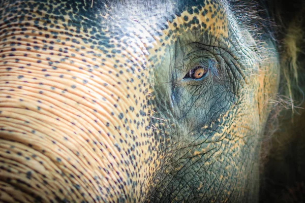 Close up head with sad eye of albino elephant chained.