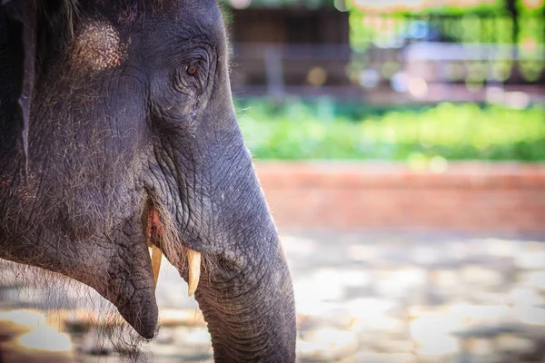 Junger Elefant Ist Angekettet Und Sieht Mit Tränen Erbärmlich Aus — Stockfoto