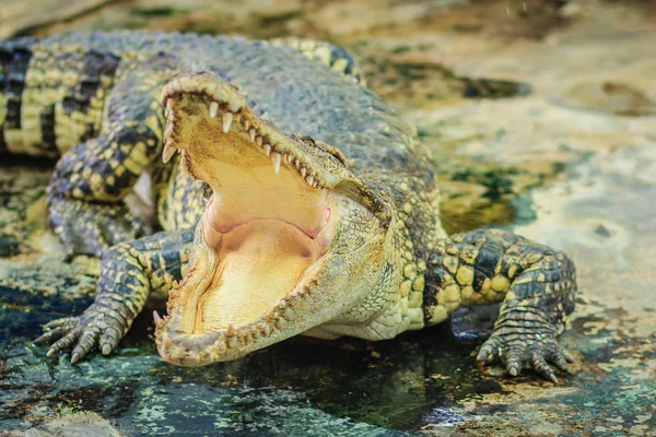 Crocodile Open Jaws Ready Strike — Stock Photo, Image