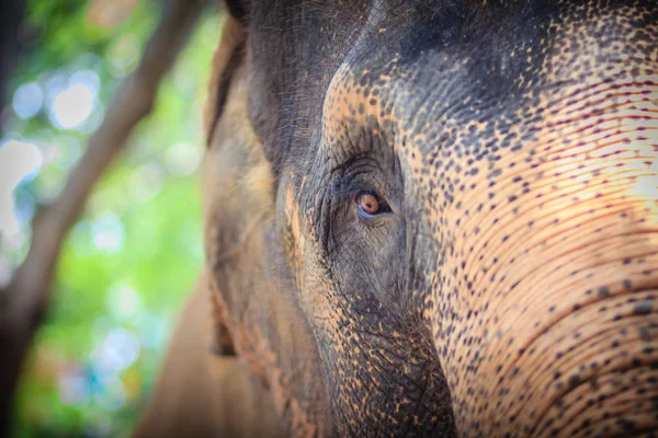 Cabeza Cerrada Con Ojo Triste Elefante Albino Encadenado — Foto de Stock