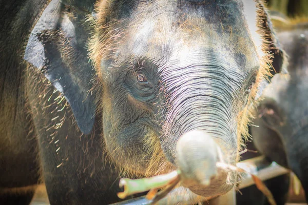 Young Elephant Chained Eye Tears Look Pitiful — Stock Photo, Image