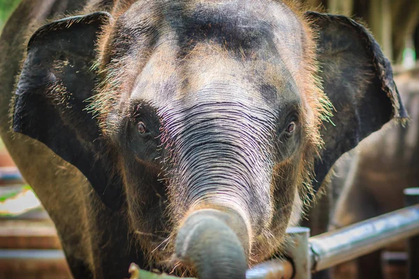 Young Elephant Chained Eye Tears Look Pitiful — Stock Photo, Image