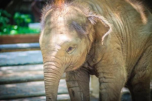 Elefante Joven Está Encadenado Ojo Con Lágrimas Tan Lamentable — Foto de Stock
