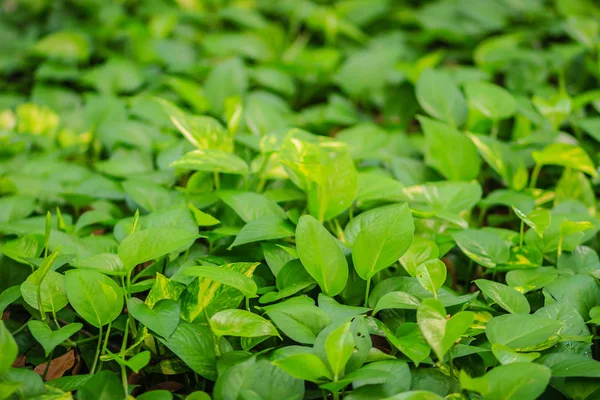 Foglie Sempreverdi Sfondo Edera Del Diavolo Epipremnum Aureum — Foto Stock