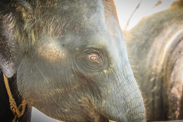 Old Skinny Elephant Chained Look Very Pitiful — Stock Photo, Image