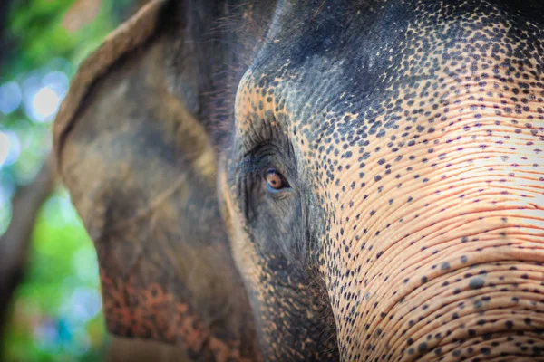 Close Head Sad Eye Albino Elephant Chained — Stock Photo, Image