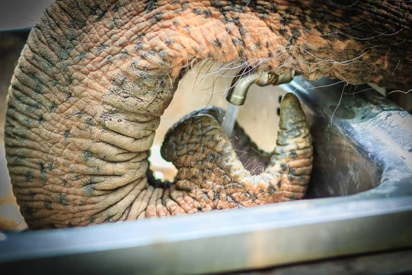 Albino Elephant Drinking Water Tap Faucet Use Trunk Elephant Use — Stock Photo, Image