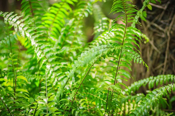 Taze Yeşil Fern Arka Bahçe Bırakır Güzel Yeşil Fern Detayını — Stok fotoğraf