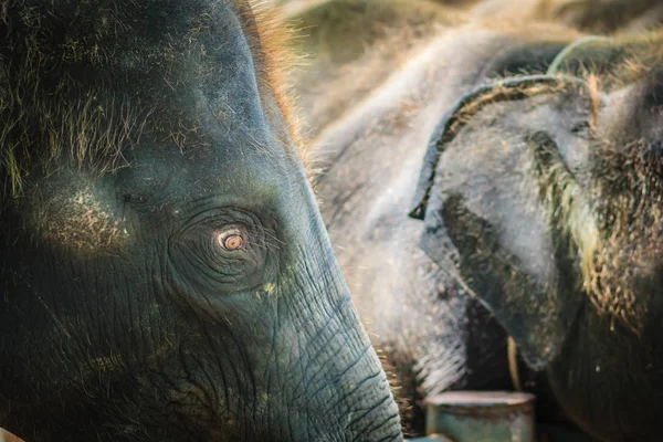 Old Skinny Elephant Chained Look Very Pitiful — Stock Photo, Image