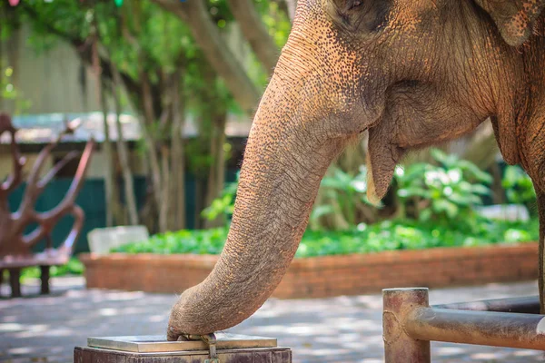 Albino Elephant Drinking Water Tap Faucet Use Trunk — Stock Photo, Image