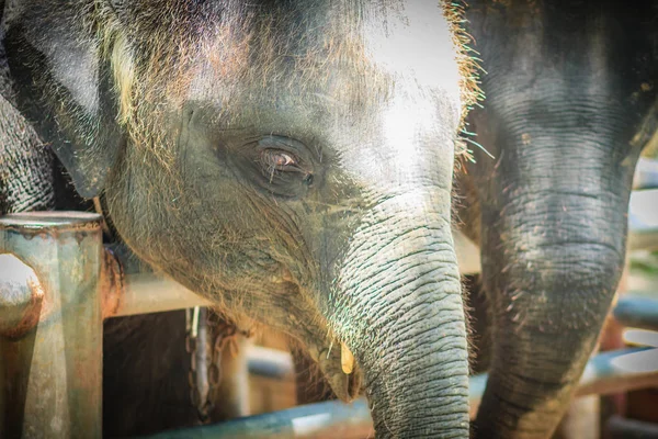 Junger Elefant Ist Angekettet Und Sieht Mit Tränen Erbärmlich Aus — Stockfoto