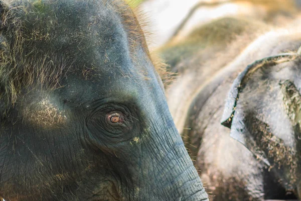 Old Skinny Elephant Chained Look Very Pitiful — Stock Photo, Image