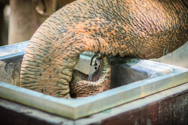 Albino Elephant Drinking Water Tap Faucet Use Trunk Elephant Use — Stock Photo, Image