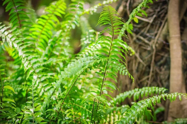 Fresh green leaves of fern in the backyard garden. Detail of beautiful green fern leaves in nature