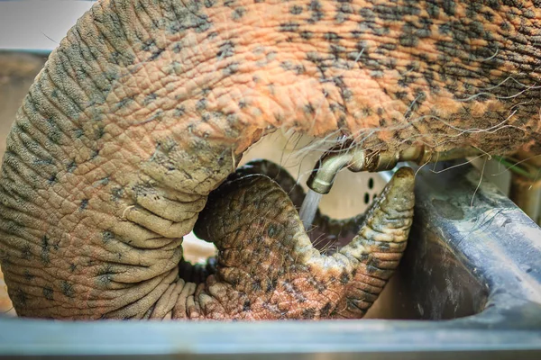 Albino Elephant Drinking Water Tap Faucet Use Trunk Elephant Use — Stock Photo, Image