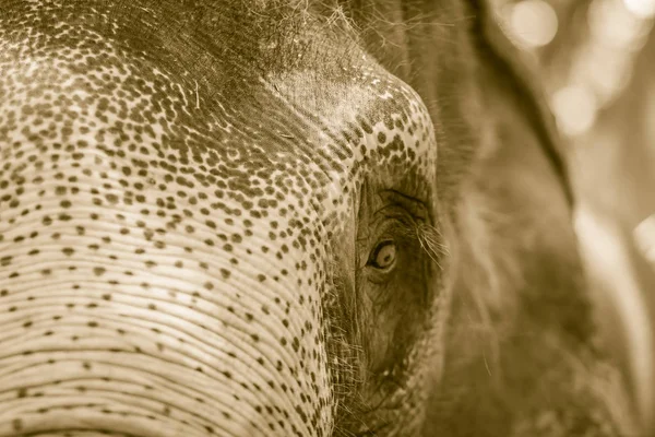 Close Head Sad Eye Albino Elephant Chained — Stock Photo, Image