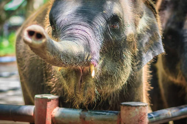 Fiatal Elefánt Láncolva Szem Könny Megjelenés Tehát Szánalmas — Stock Fotó