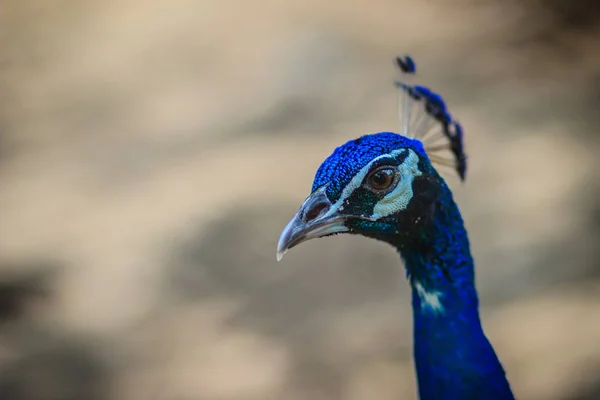 Young Peacock Male Blue Plumage Peacock Breeding Farm Beautiful Young — Stock Photo, Image