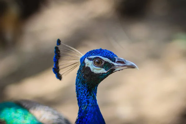 Young Peacock Male Blue Plumage Peacock Breeding Farm Beautiful Young — Stock Photo, Image