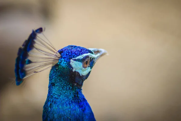 Homem Pavão Jovem Com Plumagem Azul Fazenda Reprodução Pavão Bonito — Fotografia de Stock